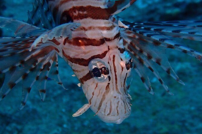 Chumphon Pinnacle-Koh Tao 2 dive trip for certified divers - Exploring the Itinerary in Detail