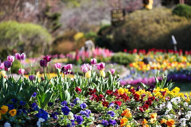 Chuncheon Special-Nami Island, Alpaca World And Rail Bike - The Garden of Morning Calm: Nature’s Peaceful Retreat