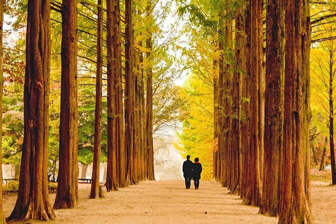 Chuncheon Special-Nami Island, Alpaca World And Rail Bike - What’s Included and What to Consider