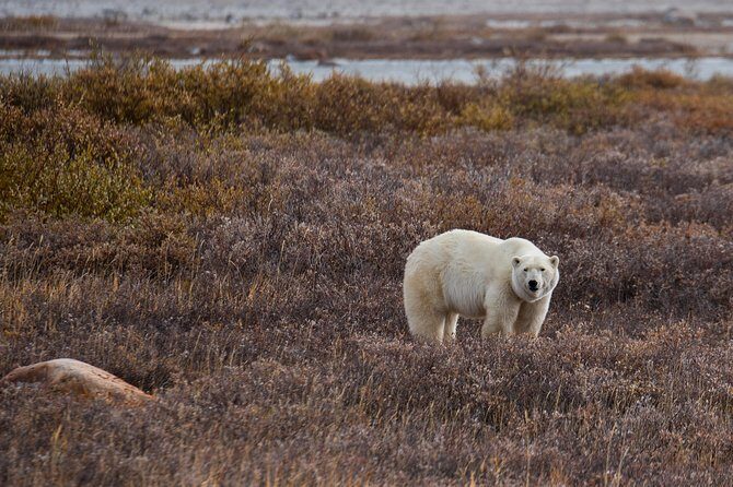 Churchill Polar Bear Experience  5-Night Classic Tour - Who Would Love This Tour?