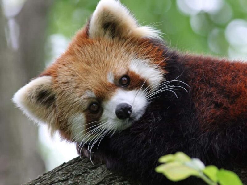 Cincinnati: Cincinnati Zoo Admission Ticket - An In-Depth Look at the Cincinnati Zoo & Botanical Garden