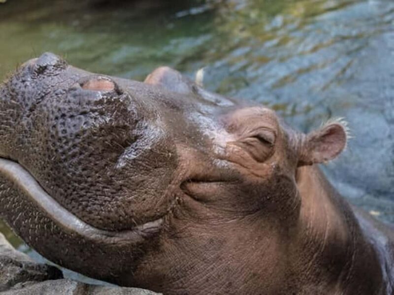 Cincinnati: Cincinnati Zoo Admission Ticket - The Sum Up