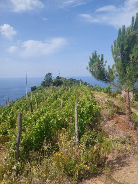 Cinque Terre from Riomaggiore to Manarola and vineyards - Frequently Asked Questions