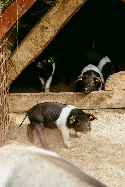 CINTA SENESE EXPERIENCE - Key Points