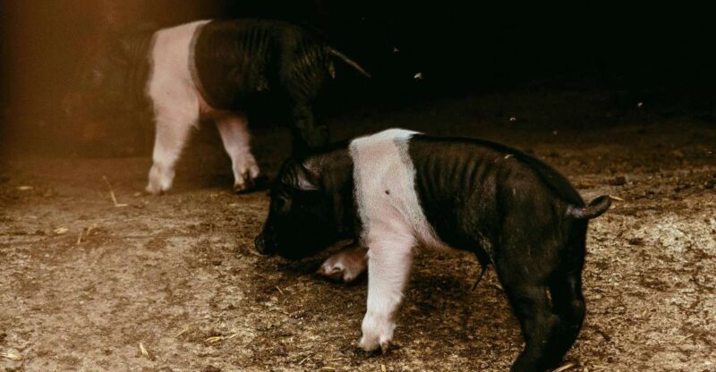 CINTA SENESE EXPERIENCE - Who Will Enjoy This Experience?