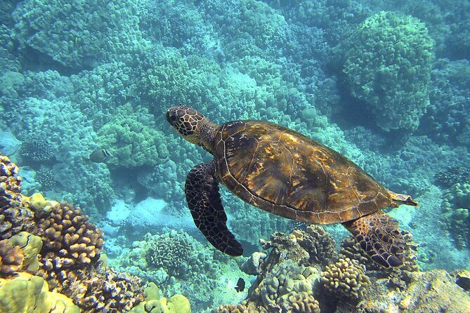 Circle Oahu Island Private Tour with Daily Chauffeur - Practical Details & Considerations