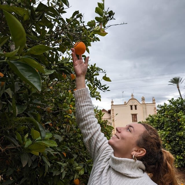 Citrus Treasures: Exploring Valencia's Orange Grove - An Overview of What You Can Expect