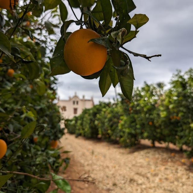 Citrus Treasures: Exploring Valencia's Orange Grove - Final Thoughts
