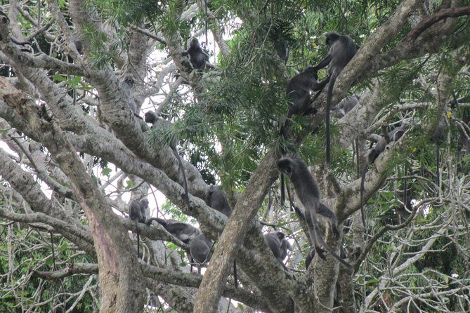 City, Batu Caves, Hot Spring, Silver Leaf Monkey & Fireflies Tour - What’s Included and What to Consider