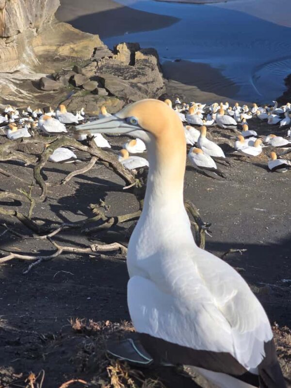 City & Coast & Country  A Relaxed Day Tour from Auckland - Who Should Consider This Tour?