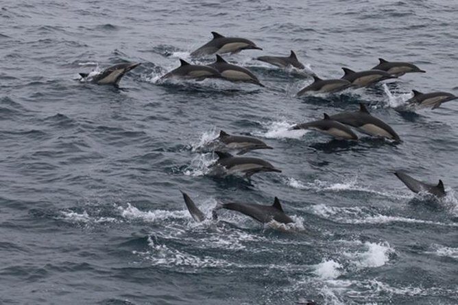 City Cruises San Diego: Whale and Dolphin Watching Adventure - Introduction