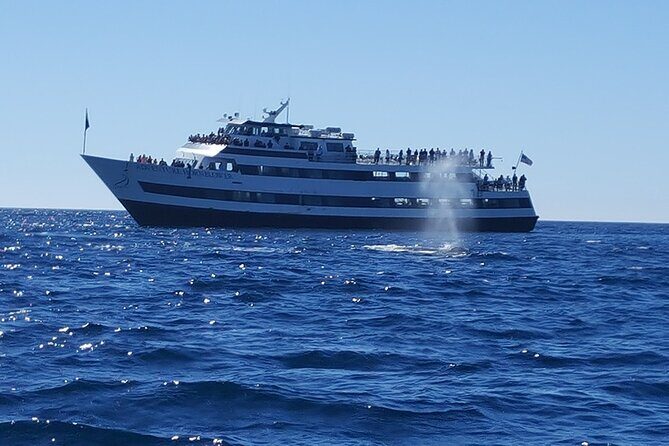 City Cruises San Diego: Whale and Dolphin Watching Adventure - Value and Practical Tips