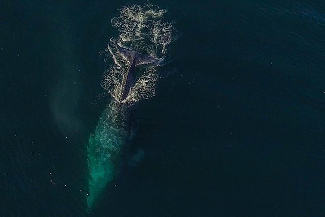 City Cruises San Diego: Whale and Dolphin Watching Adventure - Who Will Love This Tour?