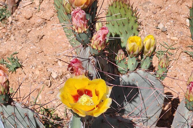 City of Tucson Tour - Key Points