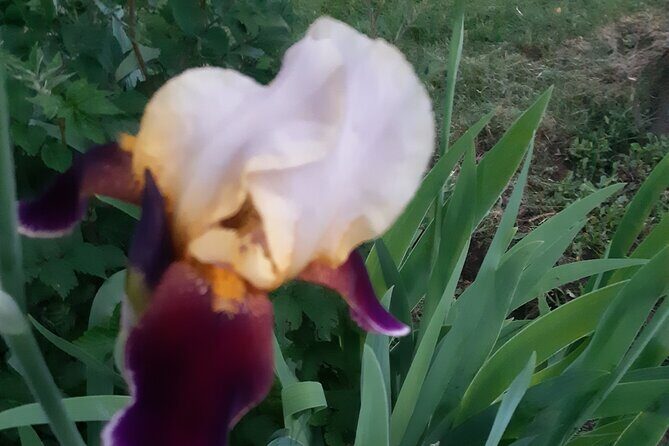 City Tour of Historic Charlottetown Prince Edward Island - A Closer Look at the Tour Itinerary