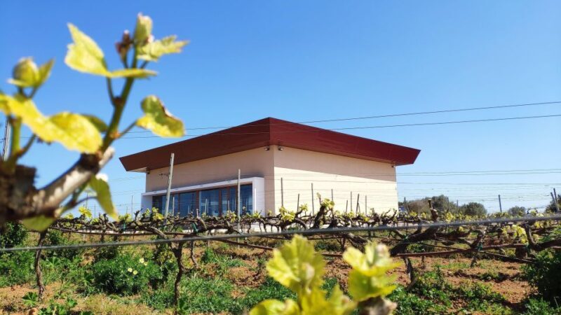 Ciutadella de Menorca: Family Winery Tour with Wine Tasting - Exploring the Details: What to Expect on the Winery Tour