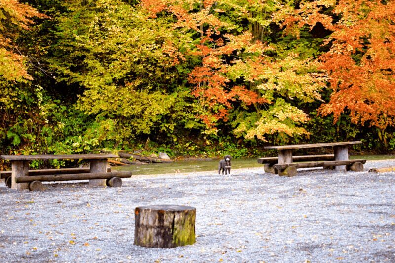 CJ03 - Day trip to Maramures Mocanita Train from Cluj Napoca - Practical Details and What Makes This Tour Stand Out