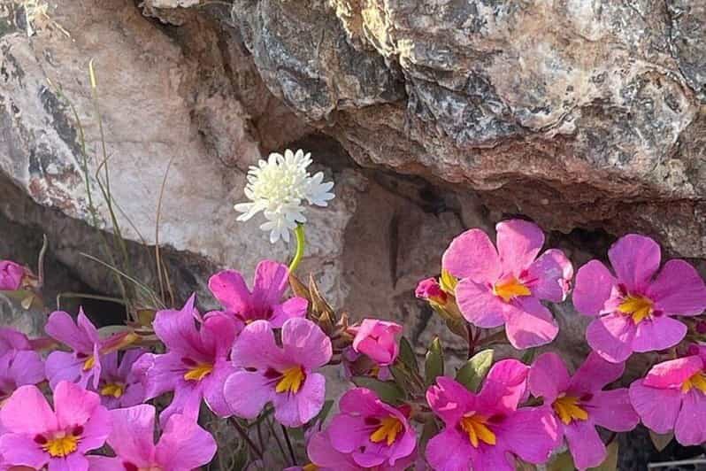 Claremont: California Botanic Garden Half Day Tour - Introduction to the Claremont California Botanic Garden Experience