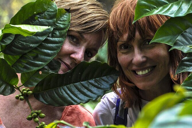 Classic Coorg Coffee Plantation experience - An In-Depth Look at the Coorg Coffee Plantation Experience