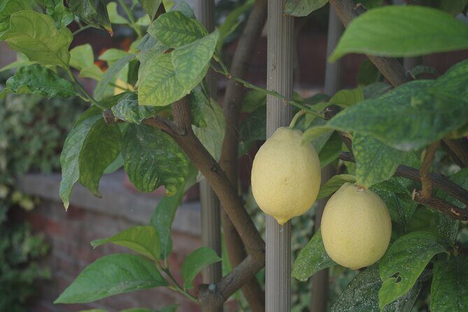 Classic Private Wine Tasting in Castagnole delle Lanze - Practical Details and What You Get