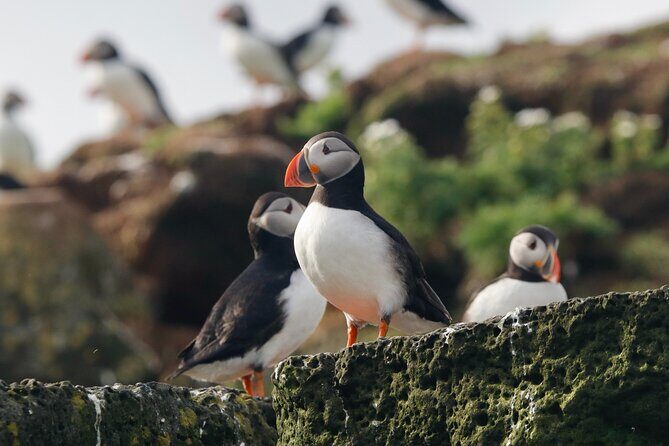 Classic Puffin Watching Cruise from Downtown Reykjavík - The Experience in Detail
