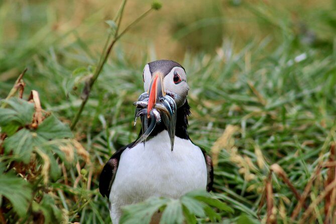 Classic Puffin Watching Cruise from Downtown Reykjavík - Who Will Love This Tour?