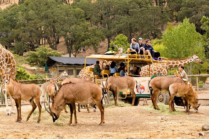 Classic Safari Adventure at Safari West - The Bottom Line