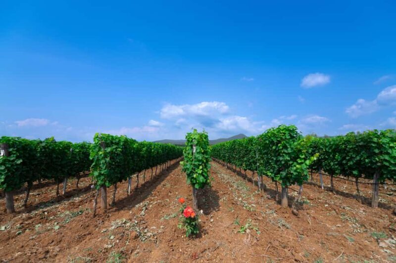 Classic Tour & Monovarietal Wines Tasting - Frequently Asked Questions