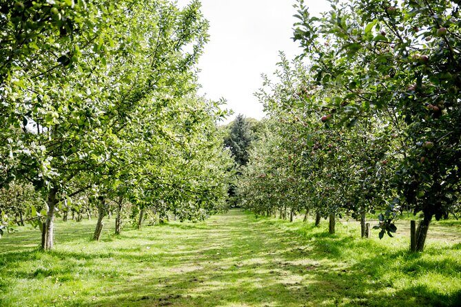 Classic Vineyard Distillery Tour and Tasting Experience in Jersey - Introduction