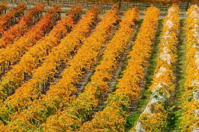 Classic Wanaka Wine Tour - Introduction: A Taste of Central Otago’s Hidden Gems