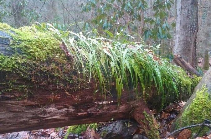 Clear Creek Falls Hike - Final Thoughts: Who Should Book This Tour?