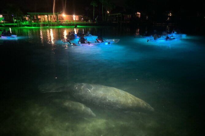 Clear Kayak Manatee Viewing Sunset and Glow Tour of Crystal River - FAQ