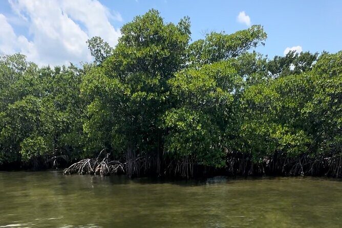 Clear Kayak RentalPeanut Island/West Palm Beach - The Value and Practicalities