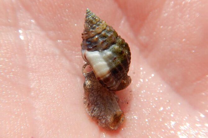 Clear Kayak Sunset Tour - Cocoa Beach - FAQ