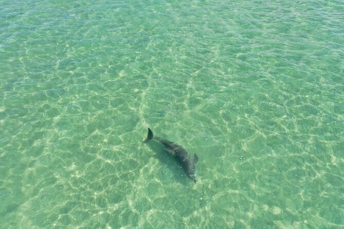 Clear Kayak Tour of Clearwater Beach - Key Points