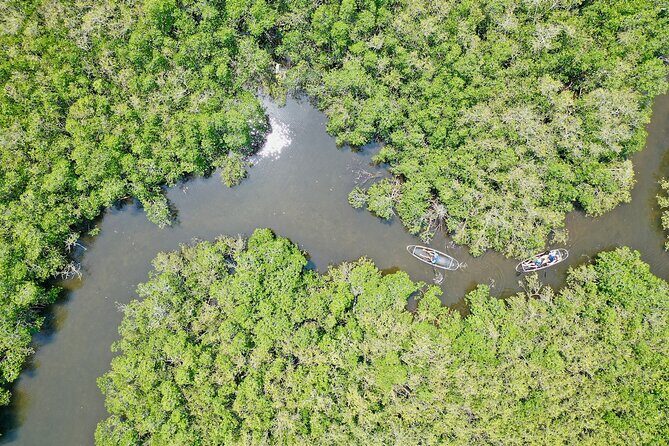 Clear Kayak Tour of Tarpon Springs Sponge Docks & Mangroves - Summary: Is This Tour Worth It?