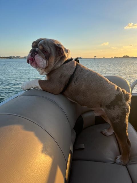 Clearwater: 4 Hour Private Pontoon Boat Rental with Captain - FAQ