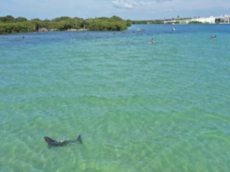 Clearwater Beach: Clear Kayak Tour with an ecotour guide - Starting Point and Logistics