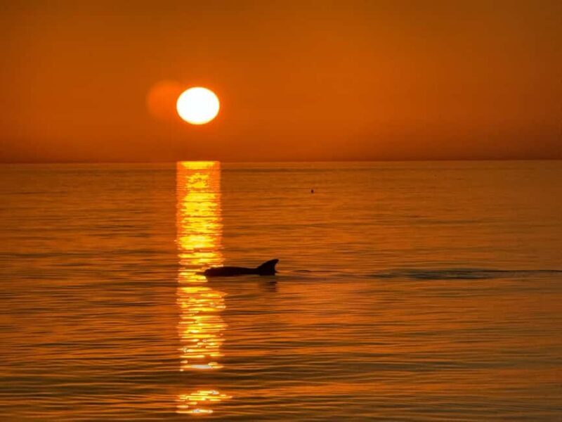 Clearwater Beach: Dolphin-Watching Sunset Cruise - Authentic Feedback from Travelers