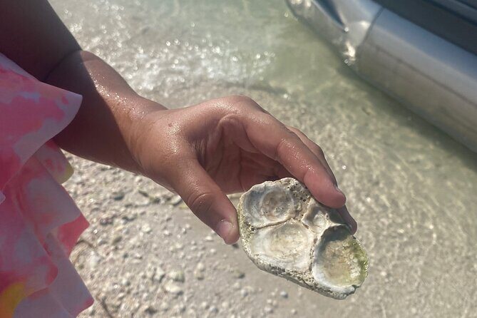Clearwater Beach Pontoon Tours - The Sum Up