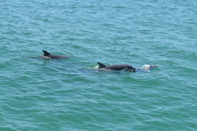 Clearwater: Cruise with Guaranteed Dolphin Sightings - Key Points