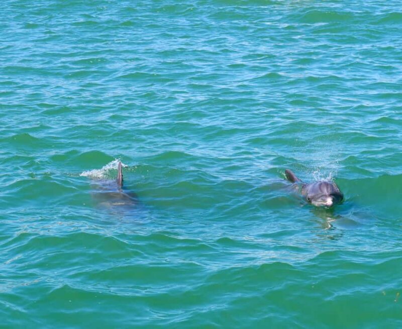 Clearwater: Dolphin Cruise with an Island Adventure - A Closer Look at the Clearwater Dolphin Cruise Experience