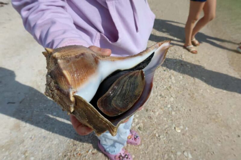 Clearwater: Dolphin Cruise with an Island Adventure - The Reviews: What Travelers Say