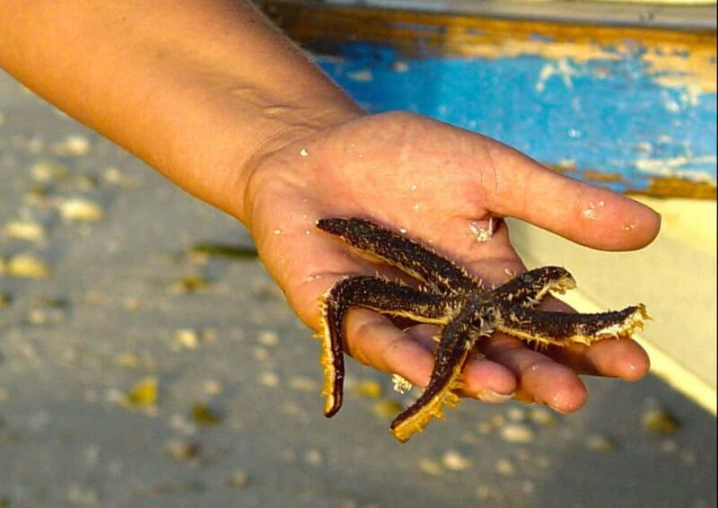 Clearwater: Dolphin Cruise with an Island Adventure - FAQ