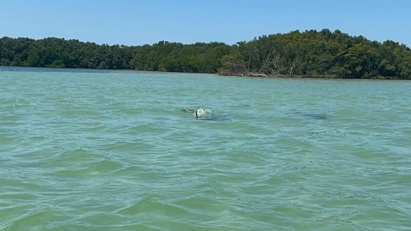 Clearwater: Dolphin Jet Ski Tour - 1 SKI FOR UP TO 3 PEOPLE - A Deep Dive into the Experience