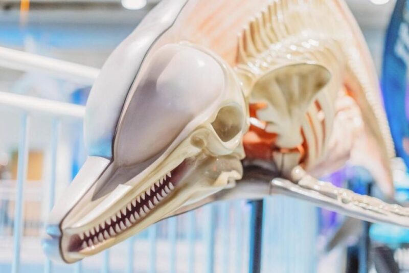Clearwater: Eco-Certified Marine Aquarium General Admission - An In-Depth Look at Clearwater Marine Aquarium