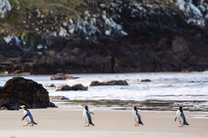 Clearwater Private Penguin & Wildlife Tour from Port Otago (5hrs) - Key Points