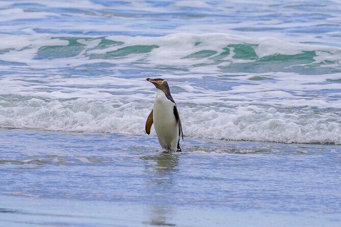 Clearwater Private Penguin & Wildlife Tour from Port Otago (5hrs) - Authentic Experiences and Genuine Value