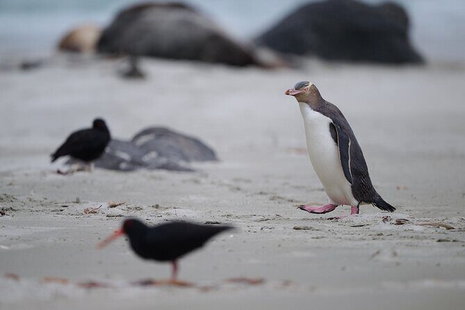 Clearwater Private Penguin & Wildlife Tour from Port Otago (5hrs) - FAQ