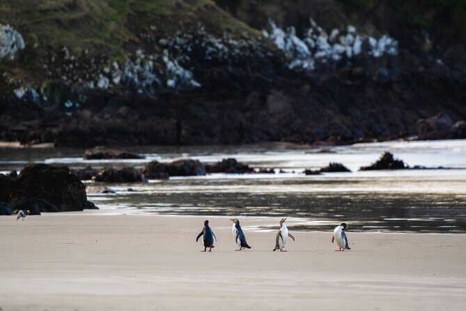 Clearwater Wildlife Tours (small group 10max) Otago Peninsula - Key Points